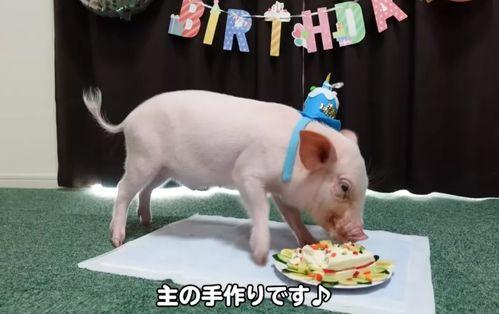 深圳网友爆料小猪视频,小猪视频引发热议,真相究竟如何? 第3张 深圳网友爆料小猪视频,小猪视频引发热议,真相究竟如何? 第3张